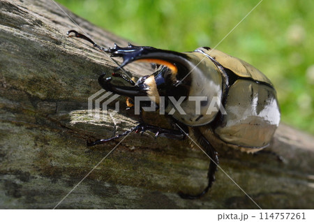 グラントシロカブトの森の樹木の上で 114757261