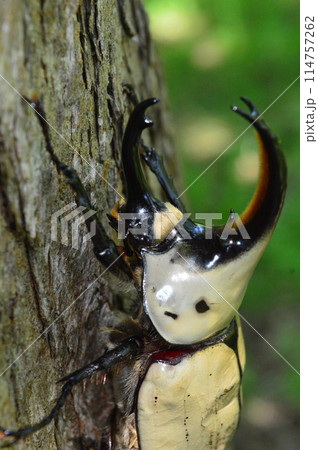 グラントシロカブトの森の樹木の上で グラントシロカブトの森の樹木の上で 114757262