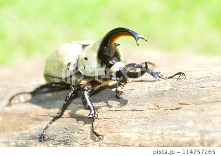 グラントシロカブトの森の樹木の上で 114757265