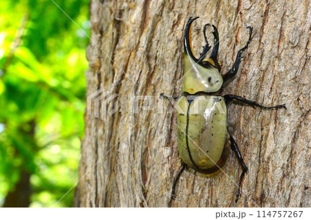 グラントシロカブトの森の樹木の上で 114757267