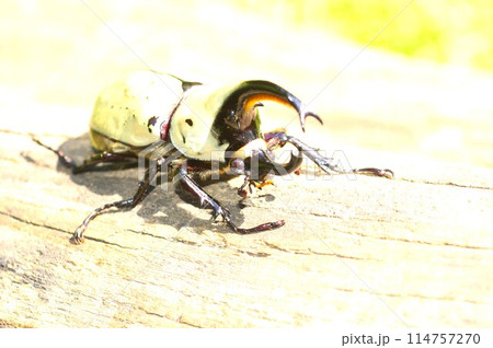 グラントシロカブトの森の樹木の上で グラントシロカブトの森の樹木の上で 114757270