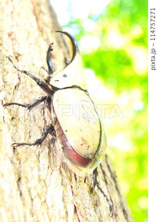 グラントシロカブトの森の樹木の上で グラントシロカブトの森の樹木の上で 114757271