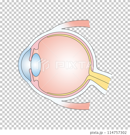人眼的結構 114757302