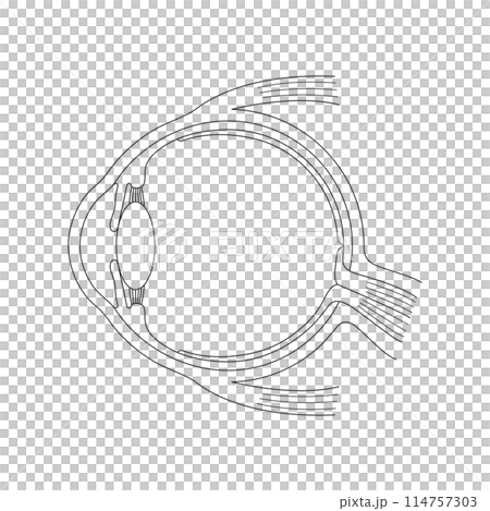 Structure of the human eye - line drawing 114757303