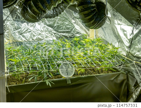 SoG Sea of Green net hemp cultivation technique Growing pot in growtent indoor Vegetative stage marijuana growth Medical SoG Sea of Green net hemp cultivation technique Growing pot in growtent indoor Vegetative stage marijuana growth Medical 114757331
