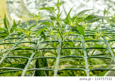 SoG Sea of Green net hemp cultivation technique Growing pot in growtent indoor Vegetative stage marijuana growth Medical SoG Sea of Green net hemp cultivation technique Growing pot in growtent indoor Vegetative stage marijuana growth Medical 114757332