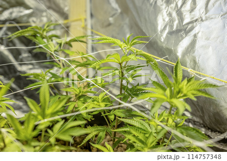 SoG Sea of Green net hemp cultivation technique Growing pot in growtent indoor Vegetative stage marijuana growth Medical 114757348