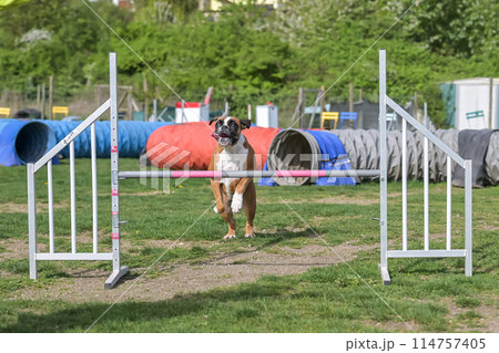 German Boxer Purebred Dog agility field jumping over obstacles, crossing tunnel, running slalom 114757405