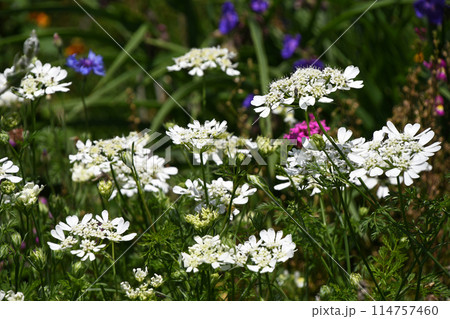 オルレア・ホワイトレース 114757460