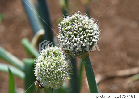 ネギボウズ（葱坊主） 114757461