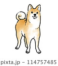 水彩風シンプルイラスト　 114757485