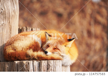 キタキツネ　北きつね牧場　北海道 114757583