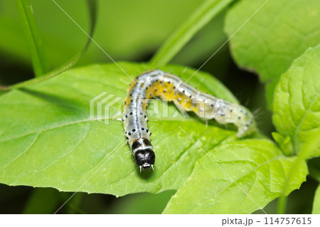 乳白色ボディに黄色、黒点が美しい容姿のビロードハマキ蛾の幼虫(自然光&ストロボ・マクロレンズ接写) 乳白色ボディに黄色、黒点が美しい容姿のビロードハマキ蛾の幼虫(自然光&ストロボ・マクロレンズ接写) 114757615