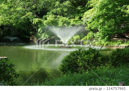井の頭池の噴水 井の頭池の噴水 114757991