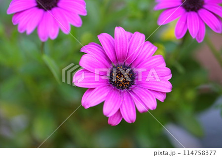アフリカキンセンカの花 アフリカキンセンカの花 114758377