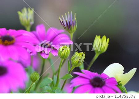 アフリカキンセンカの花 アフリカキンセンカの花 114758378