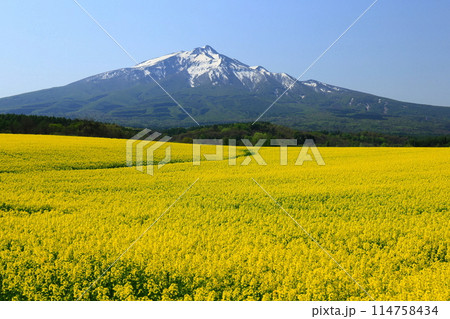 菜の花と岩木山 114758434