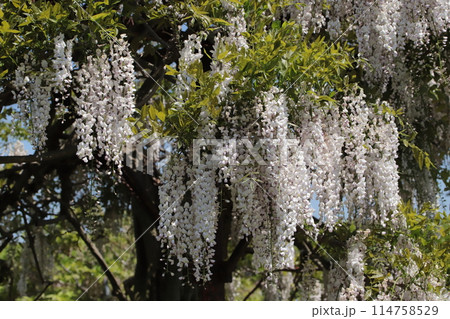 公園藤棚のフジの花 114758529