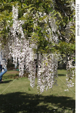 公園藤棚のフジの花 114758532