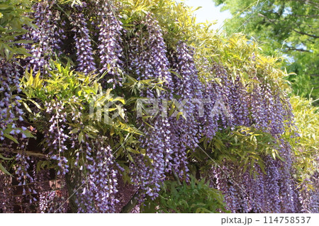 公園藤棚のフジの花 114758537