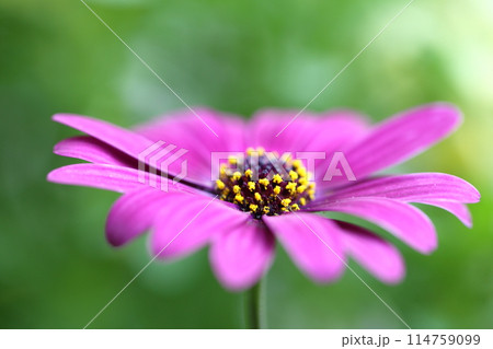 アフリカキンセンカの花 アフリカキンセンカの花 114759099