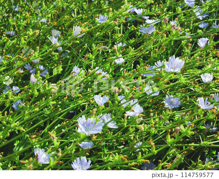 Chicory flowers in the green grass 114759577