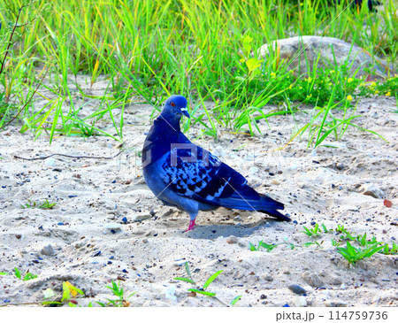 A blue pigeon on the sand and grass. A blue pigeon on the sand and grass. 114759736