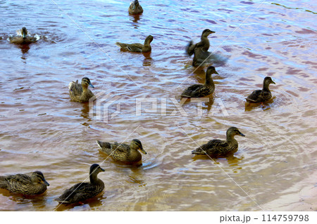 Ducks floating by the lake shore. 114759798