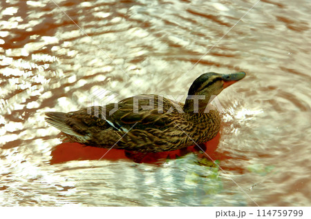 A duck floating in the lake. 114759799