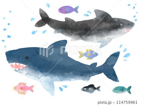 サメのイラスト　手描き　水彩風 114759961