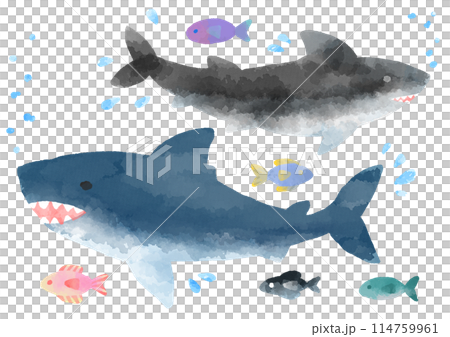 サメのイラスト　手描き　水彩風 114759961