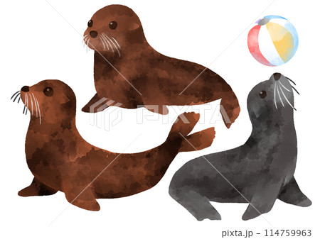 アシカのイラスト 手描き 水彩風 アシカのイラスト 手描き 水彩風 114759963