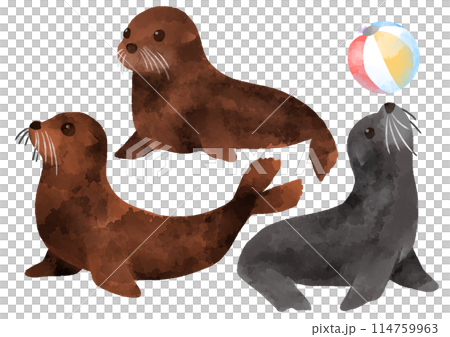 アシカのイラスト 手描き 水彩風 アシカのイラスト 手描き 水彩風 114759963