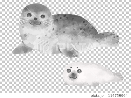 アザラシの親子のイラスト　手描き　水彩風 114759964