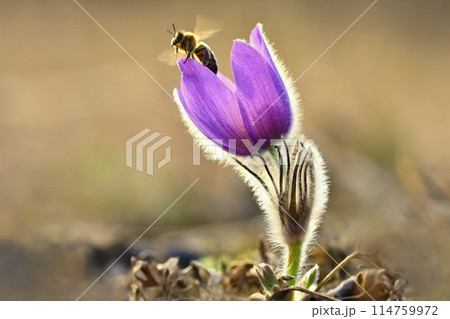 Spring. Beautiful blossoming flower on a meadow with a bee. Natural colorful background for springtime and sunset. Pasque flower (Pulsatilla grandis) 114759972