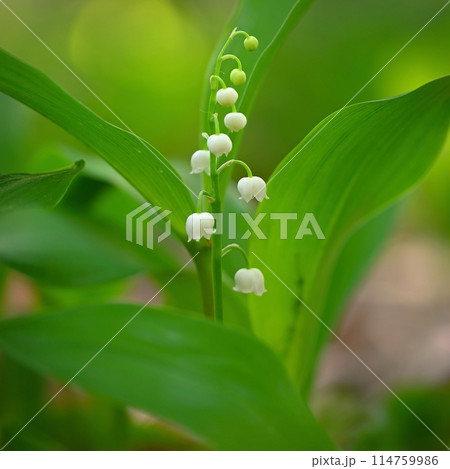 Spring green background with nature in the forest. Beautiful small white plant - flower - Lily of the valley. (Convallaria majalis) 114759986