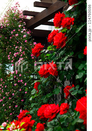 バラ園のバラカーテン 114760086
