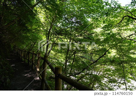 新緑に包まれた遊歩道 114760150