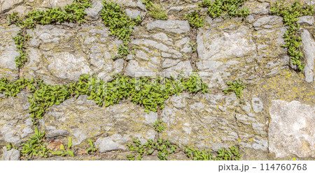 Ancient wall made of natural rocks with plants between blocks Ancient wall made of natural rocks with plants between blocks 114760768