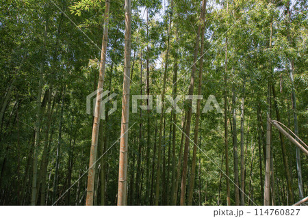 竹林から眺める風景 114760827