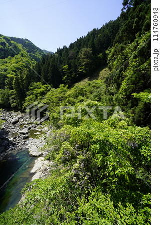 新緑に映える野フジ咲く渓谷 114760948