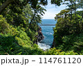 春の城ヶ崎海岸（静岡県） 114761120