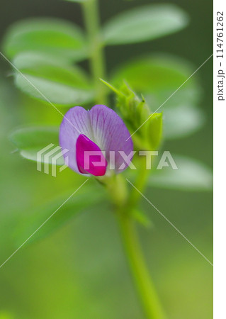 野に咲く紫のヤハズエンドウの花 野に咲く紫のヤハズエンドウの花 114761262
