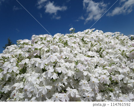 青空に映える芝桜 114761592