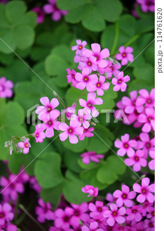 満開の三つ葉のクローバーの花 満開の三つ葉のクローバーの花 114761620