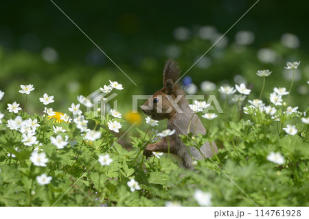 ニリンソウとエゾリス ニリンソウとエゾリス 114761928