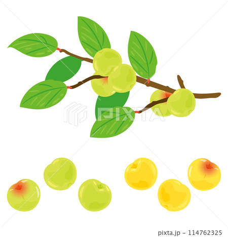 木に実った梅の実 木に実った梅の実 114762325