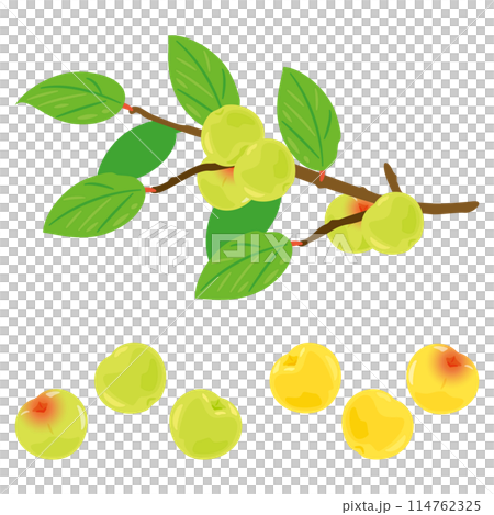 木に実った梅の実 木に実った梅の実 114762325