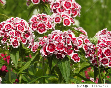 アメリカナデシコ 114762375