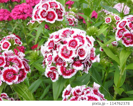 アメリカナデシコ 114762378